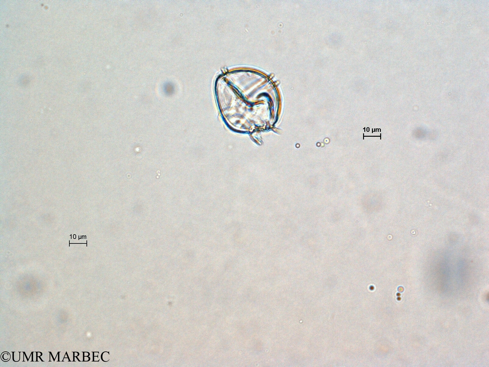 phyto/Scattered_Islands/all/COMMA April 2011/Protoperidinium sp8 (recomposé)(copy).jpg